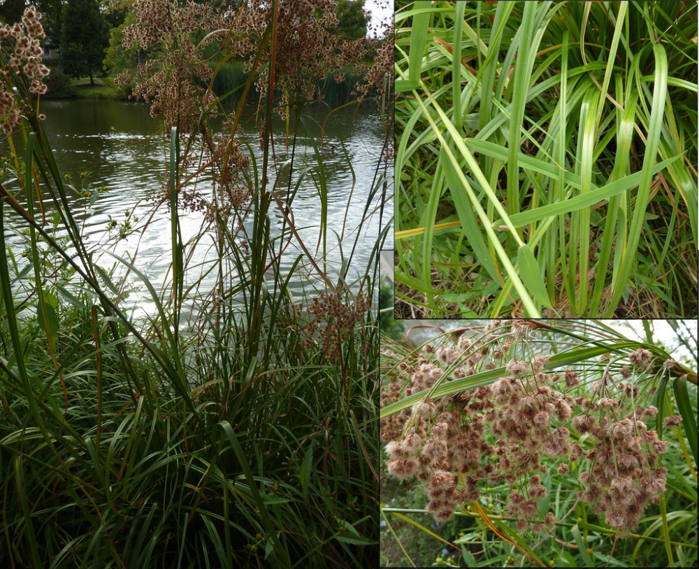 scirpus_cyperinus_3